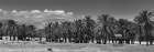 Cattle among Date Palms, Coachella Valley, California, USA. Art Print